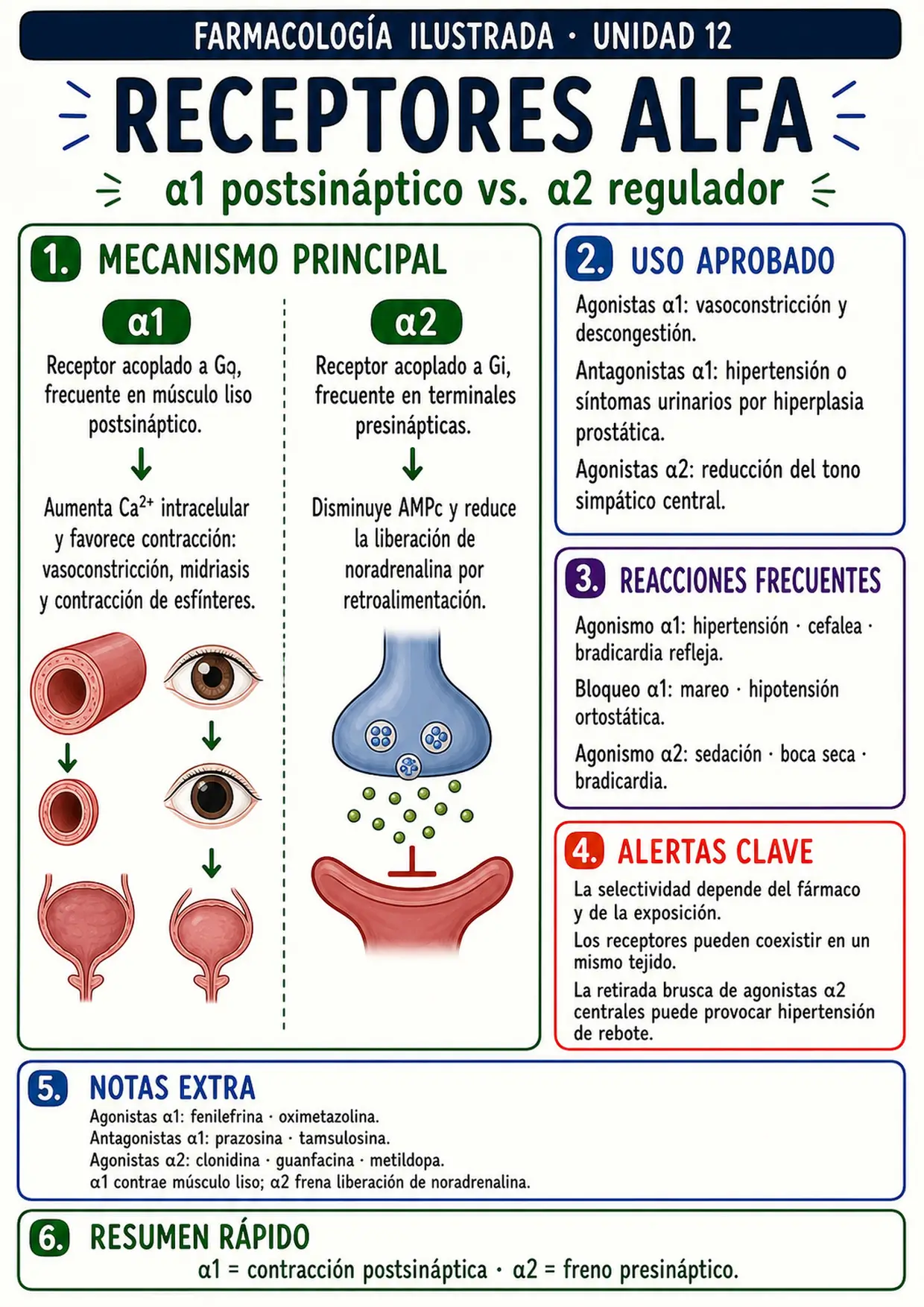 Mapa visual de receptores alfa